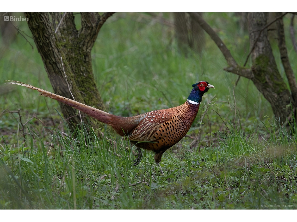 Phasianus colchicus