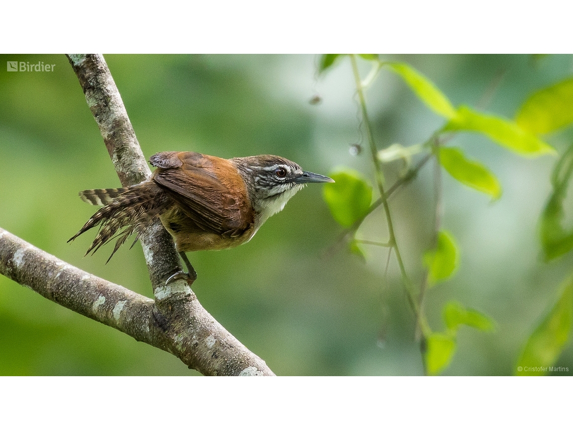 Pheugopedius genibarbis