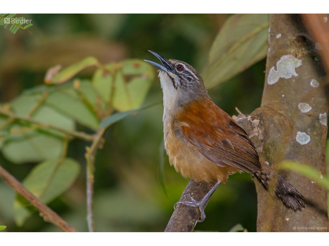 Pheugopedius genibarbis