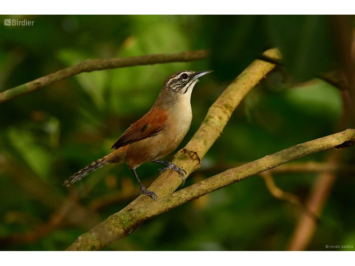 Pheugopedius genibarbis