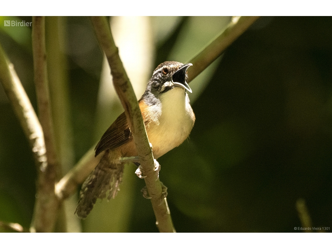 Pheugopedius genibarbis