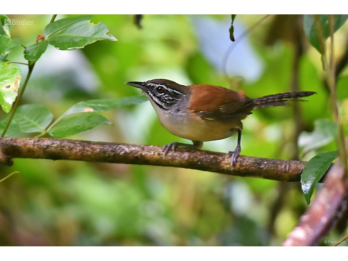 Pheugopedius genibarbis