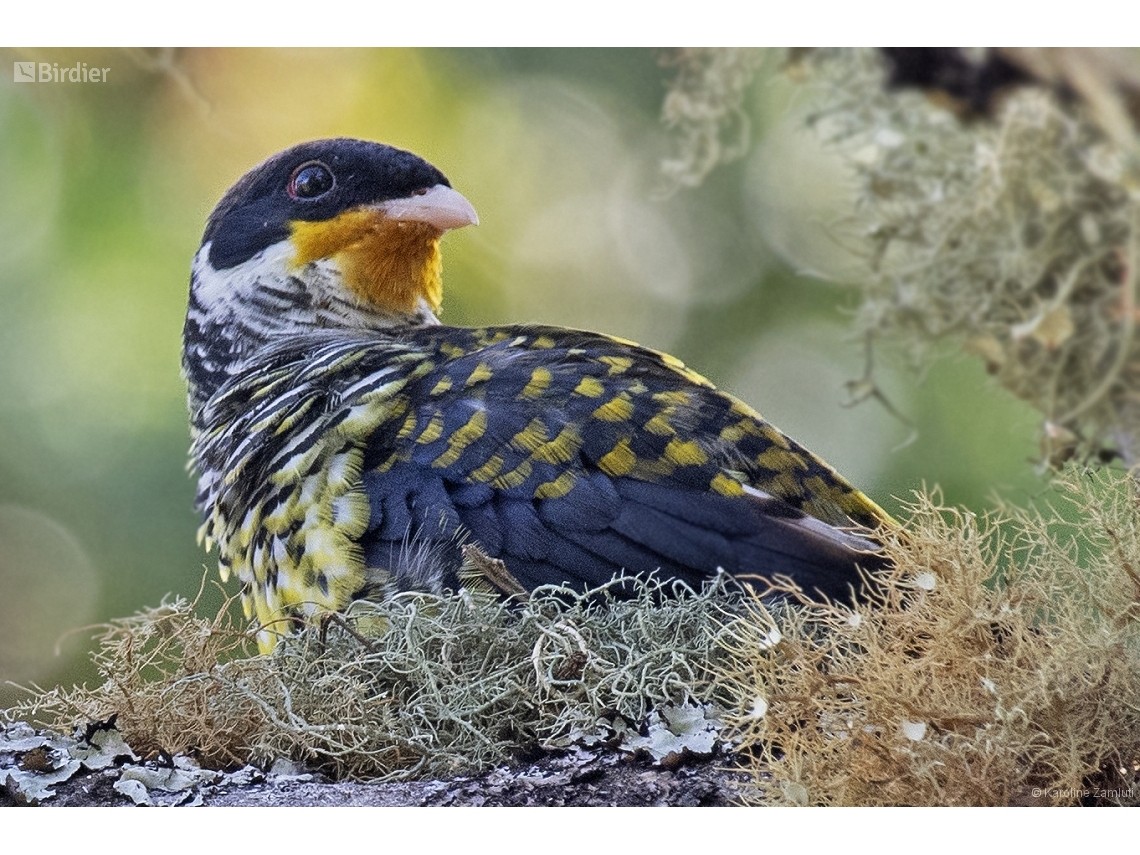 Phibalura flavirostris