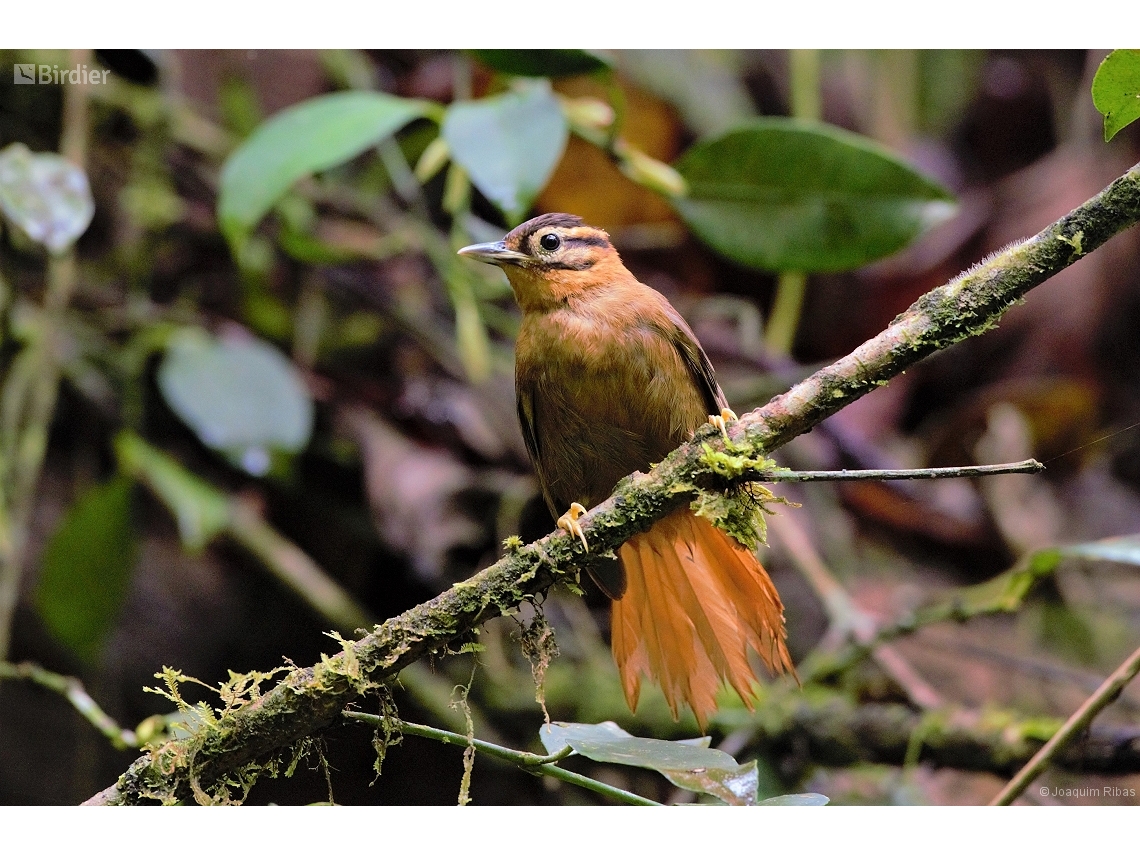 Philydor atricapillus
