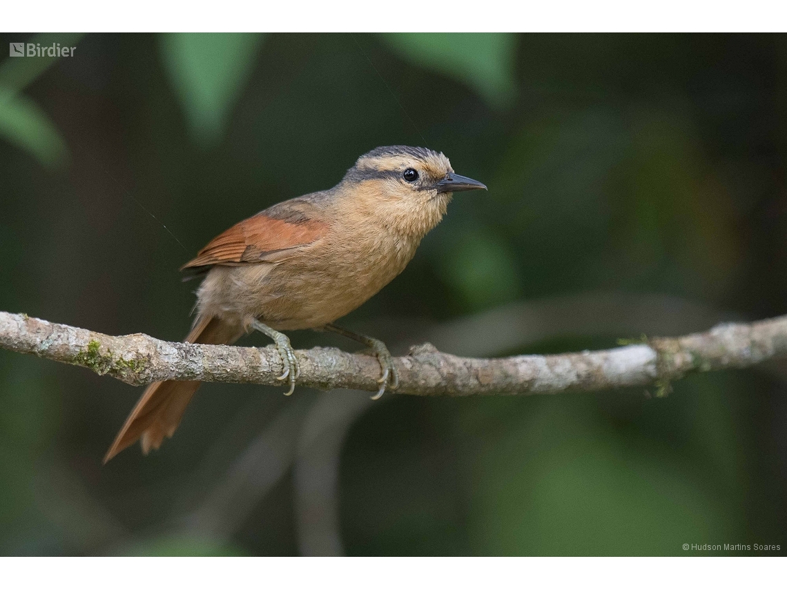 Dendroma rufa