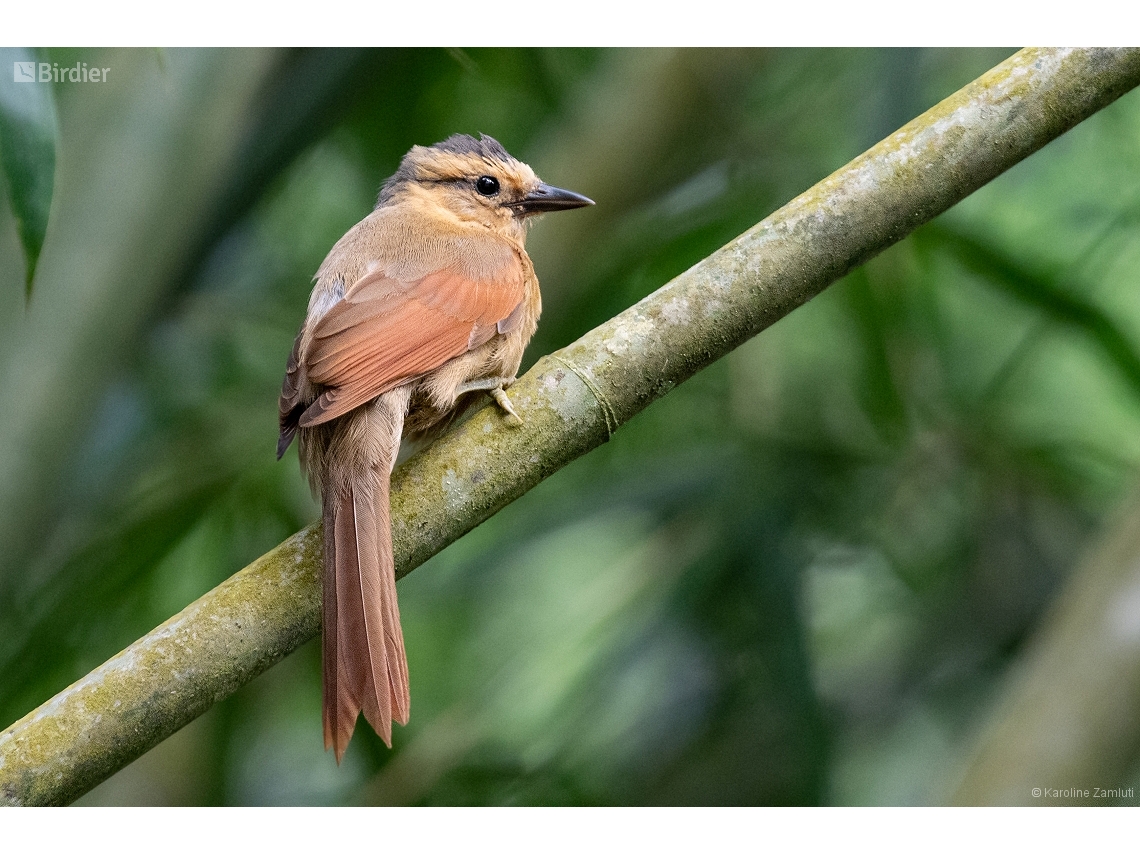 Dendroma rufa