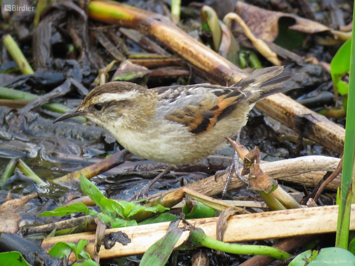 Phleocryptes melanops
