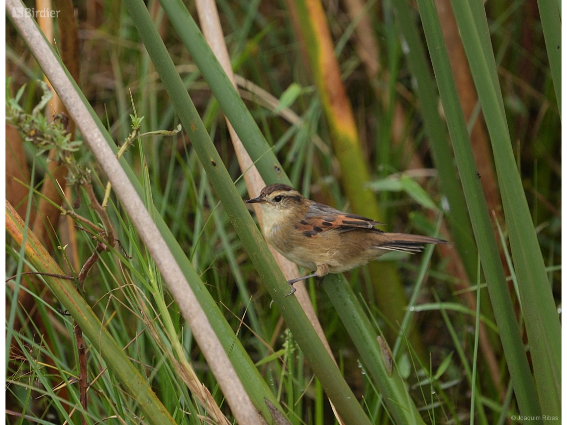 Phleocryptes melanops
