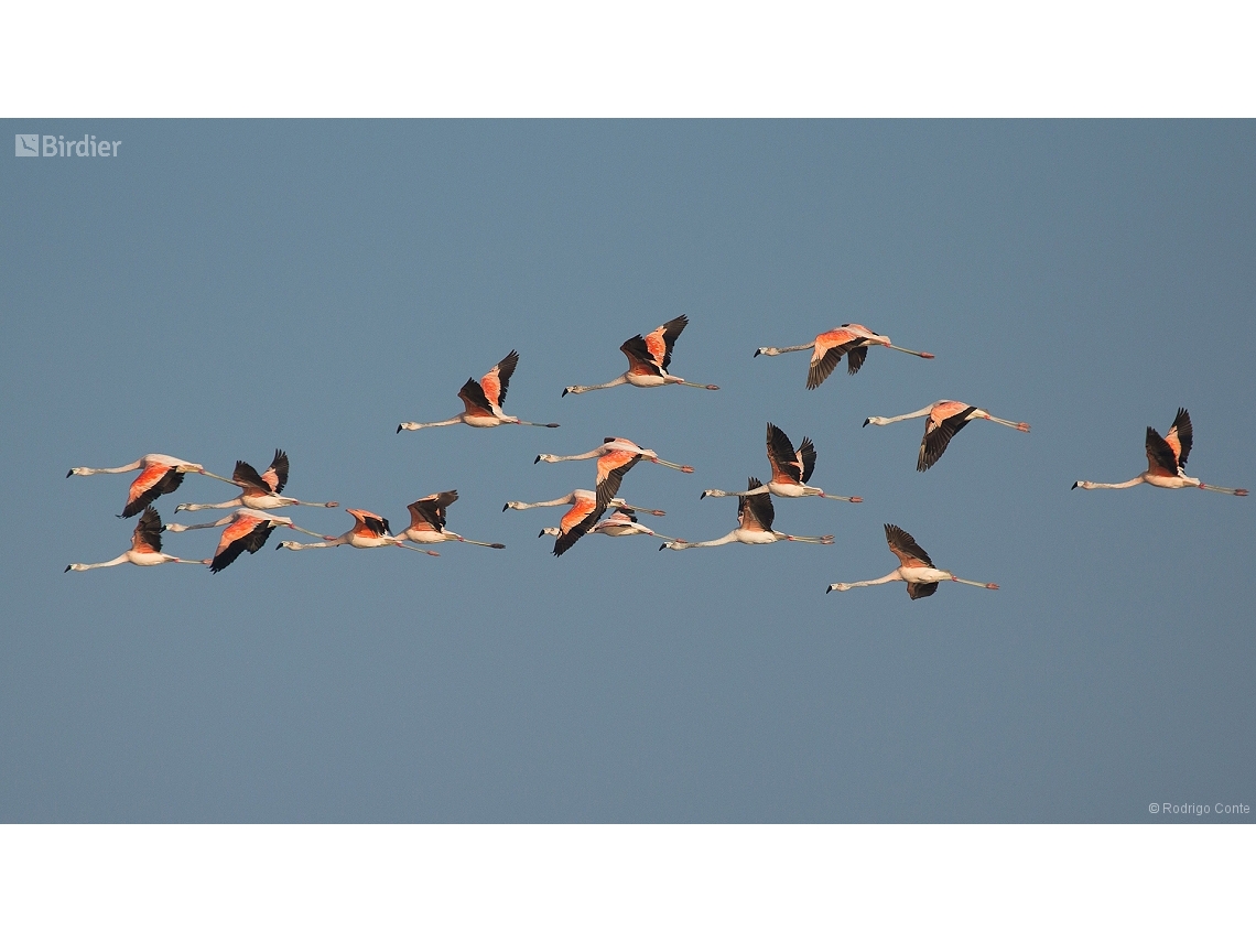 Phoenicopterus chilensis