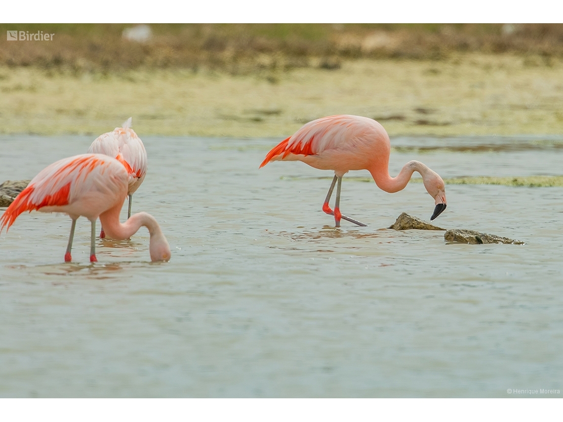 Phoenicopterus chilensis