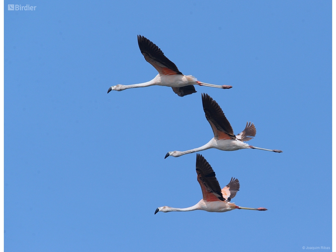 Phoenicopterus chilensis
