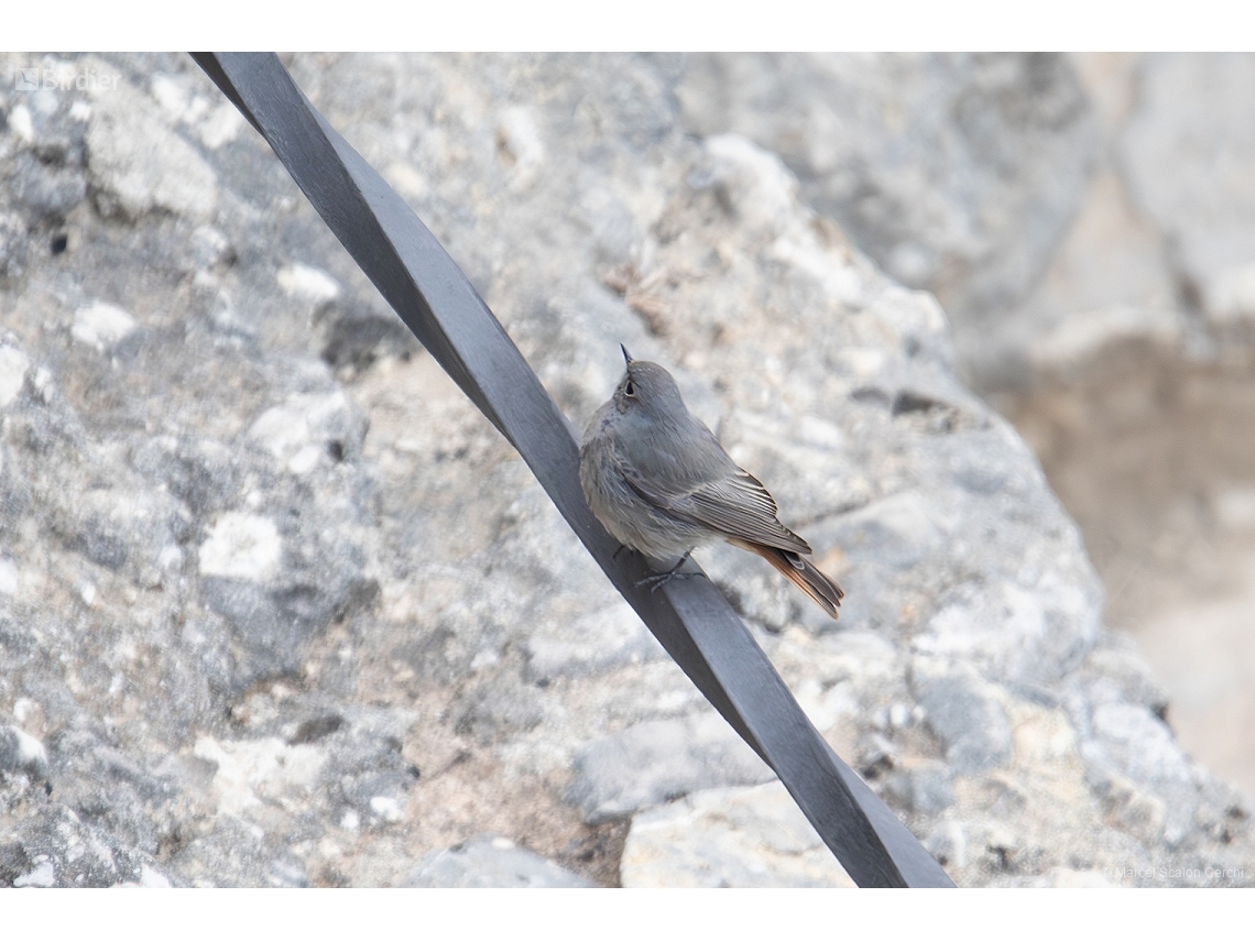 Phoenicurus phoenicurus