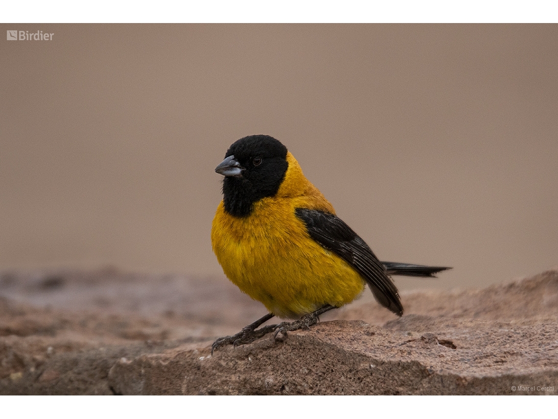 Phrygilus atriceps