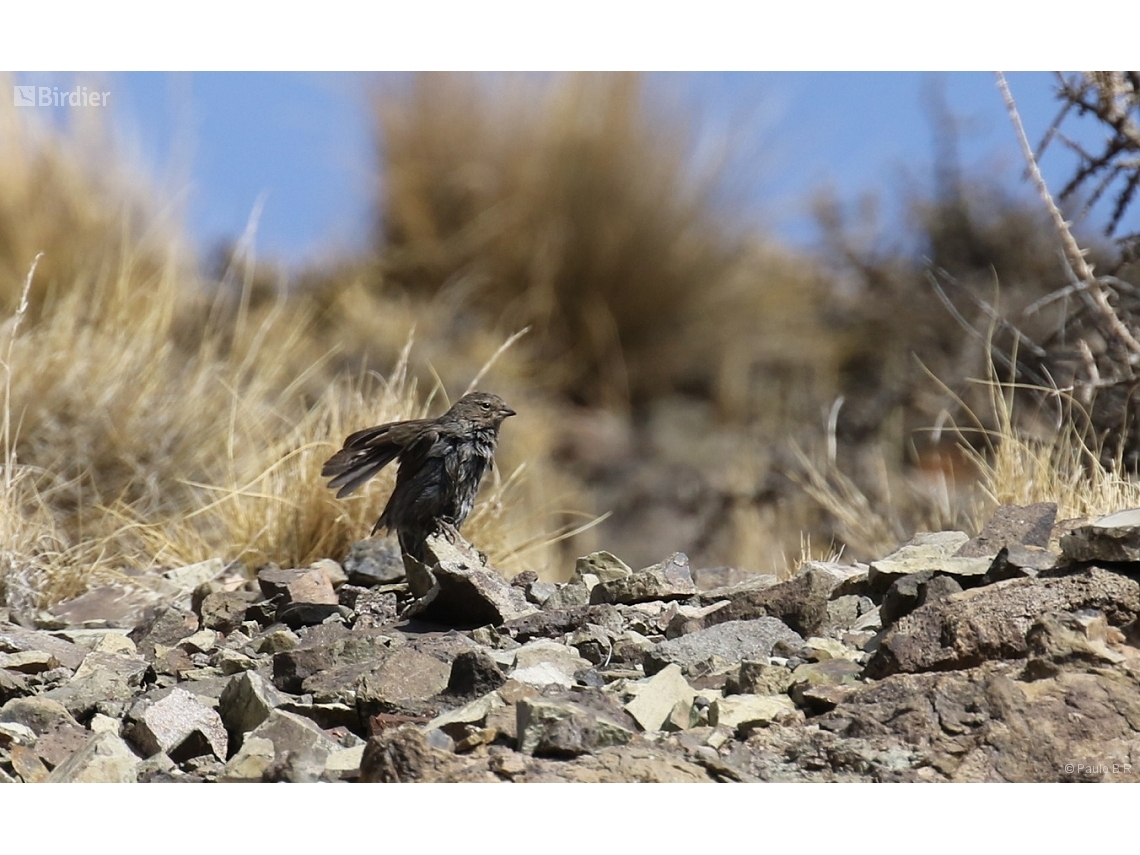 Rhopospina fruticeti