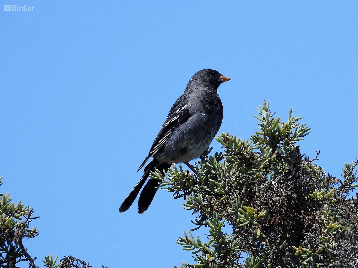 Rhopospina fruticeti