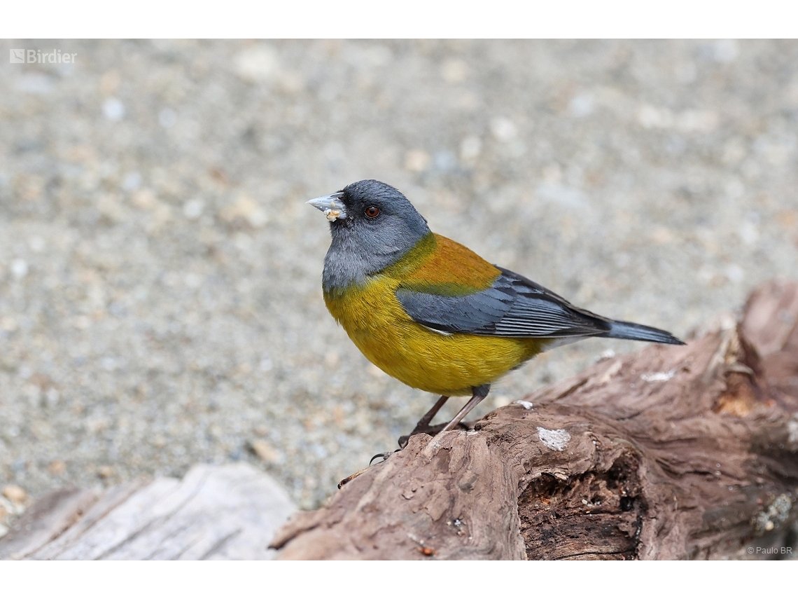 Phrygilus patagonicus