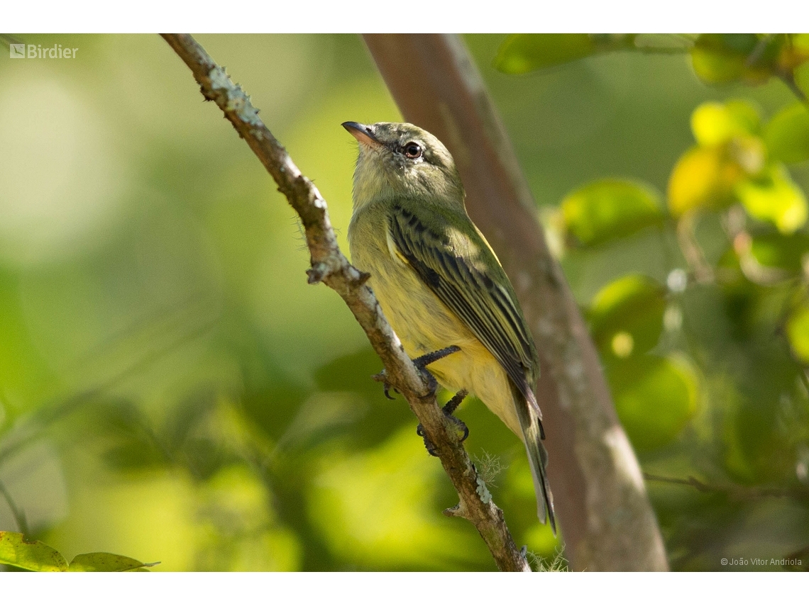 Acrochordopus burmeisteri