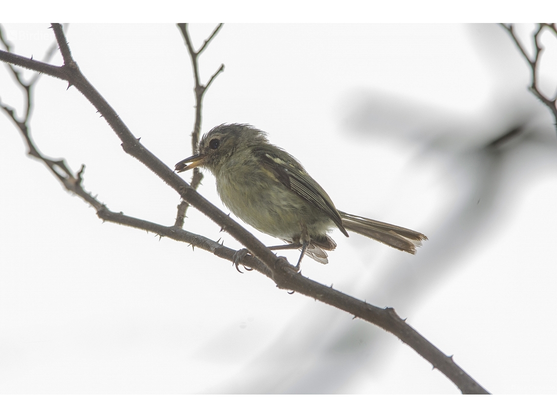 Phylloscartes beckeri