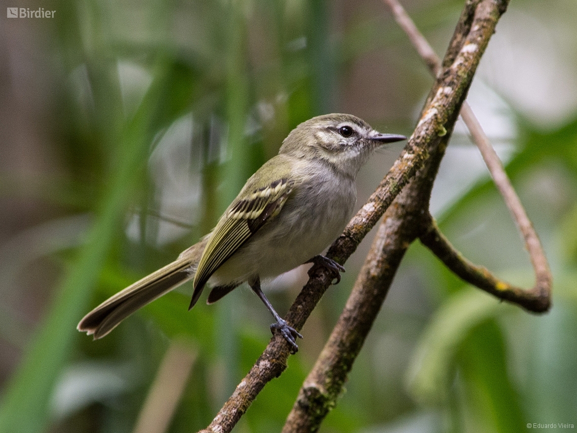 Phylloscartes ceciliae