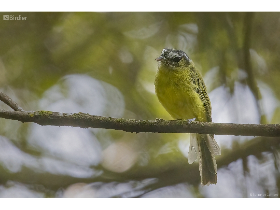 Pogonotriccus eximius