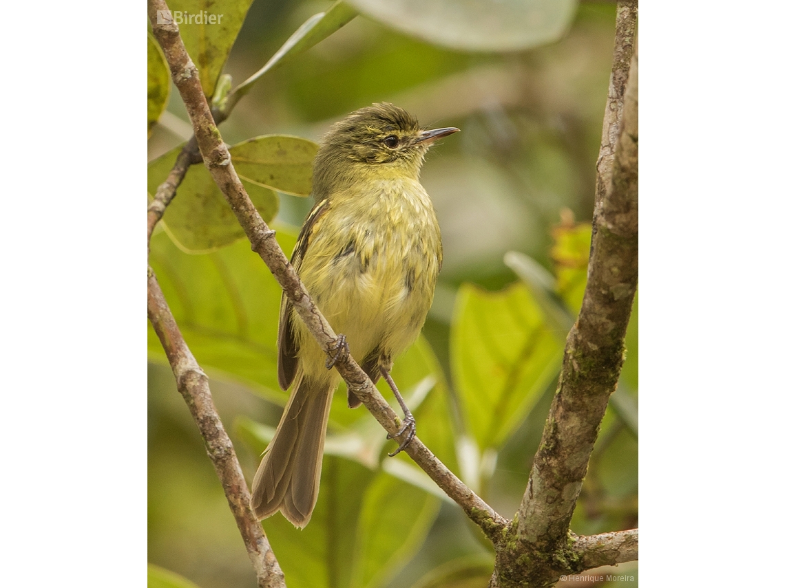 Phylloscartes kronei
