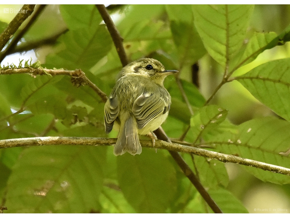 Pogonotriccus paulista