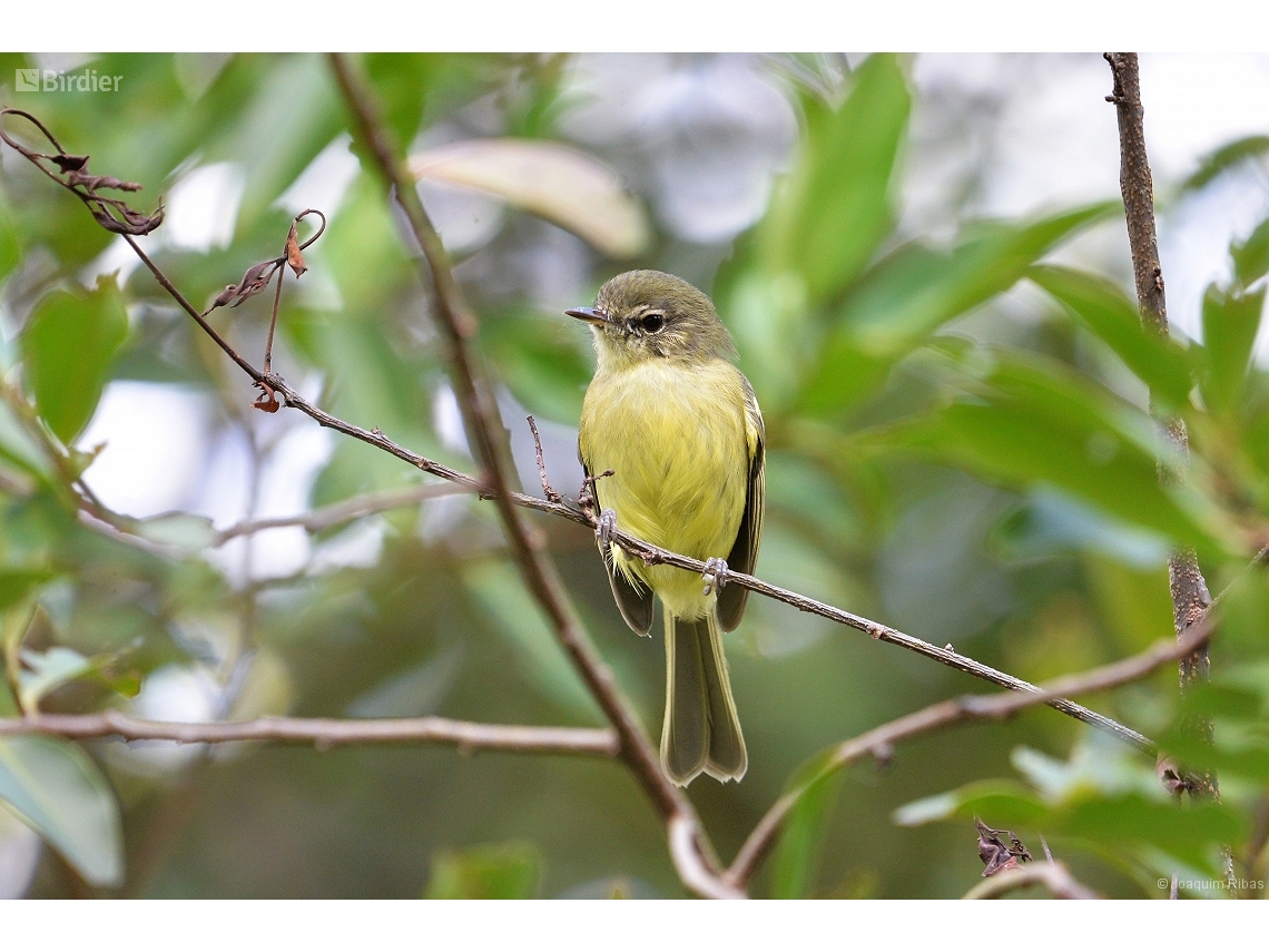 Phylloscartes ventralis