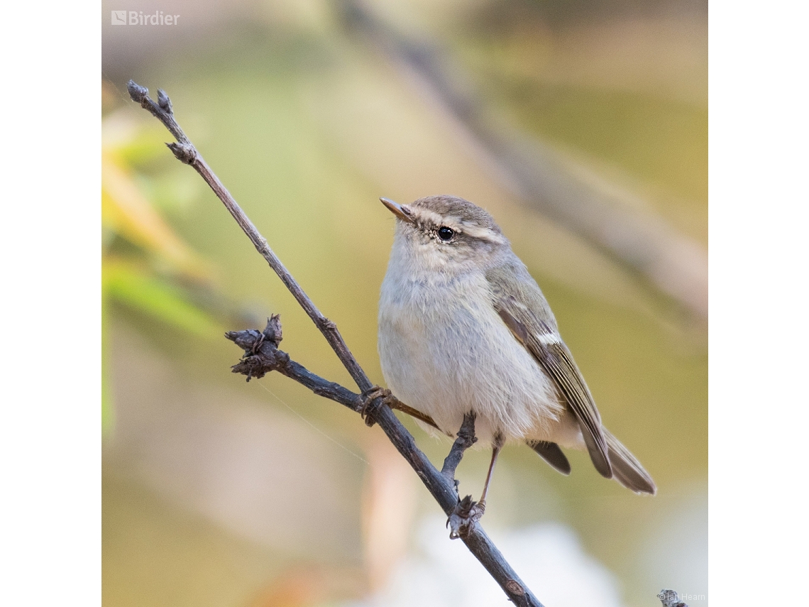 Phylloscopus humei