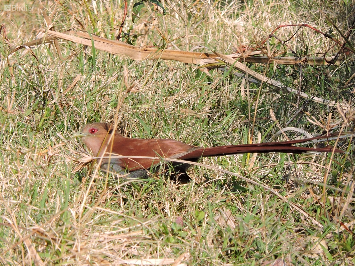 Piaya cayana