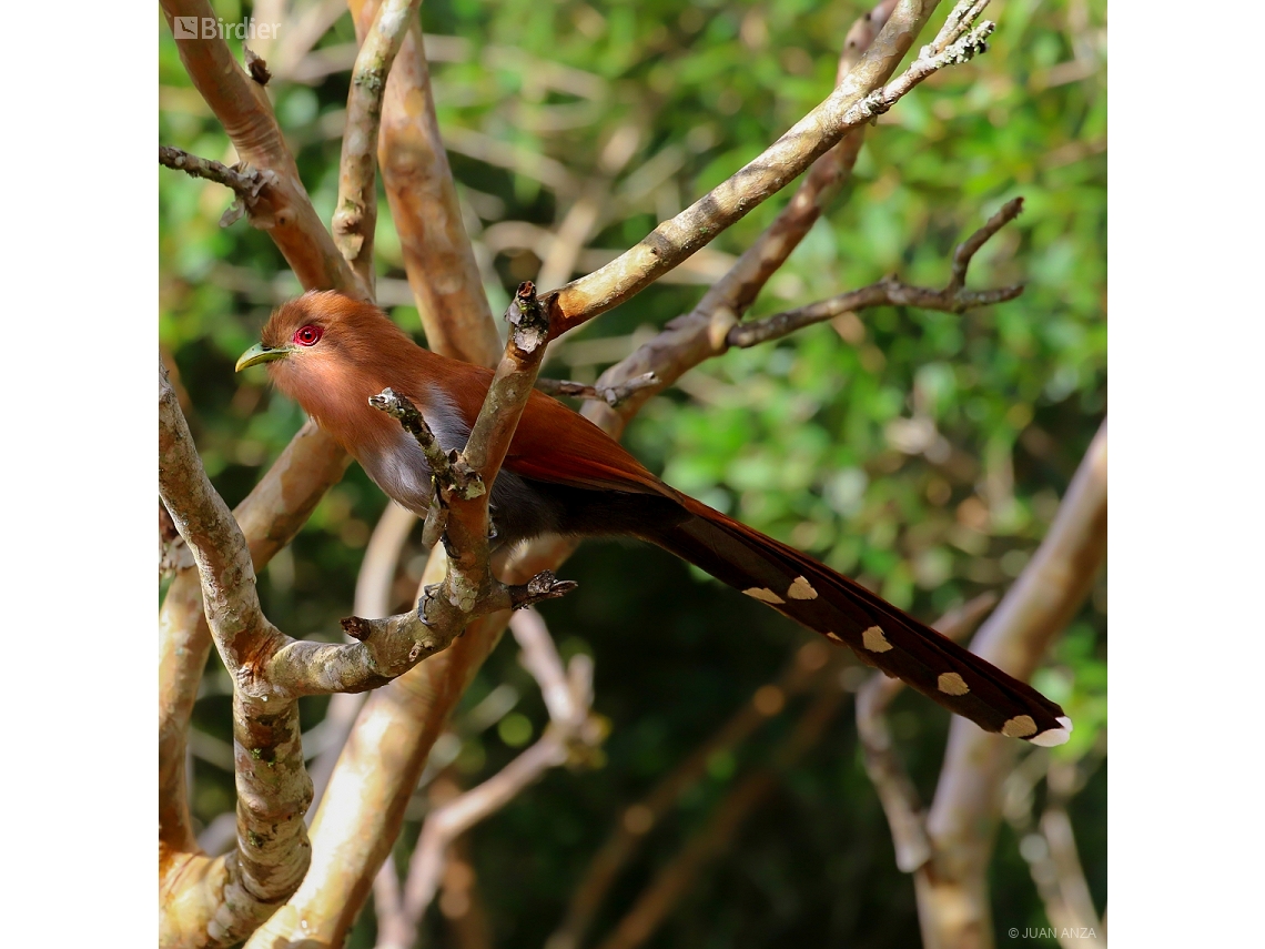 Piaya cayana