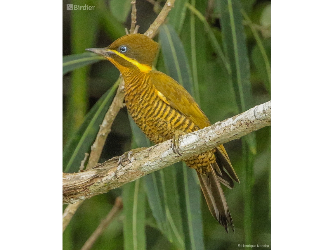 Piculus chrysochloros