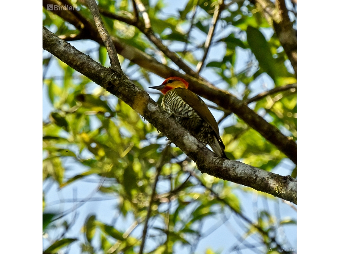 Piculus flavigula