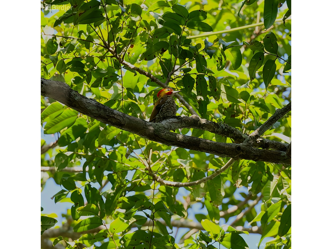 Piculus leucolaemus