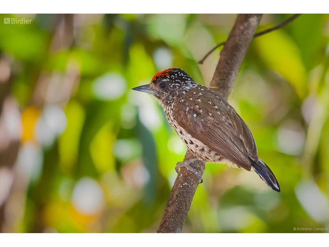 Picumnus albosquamatus