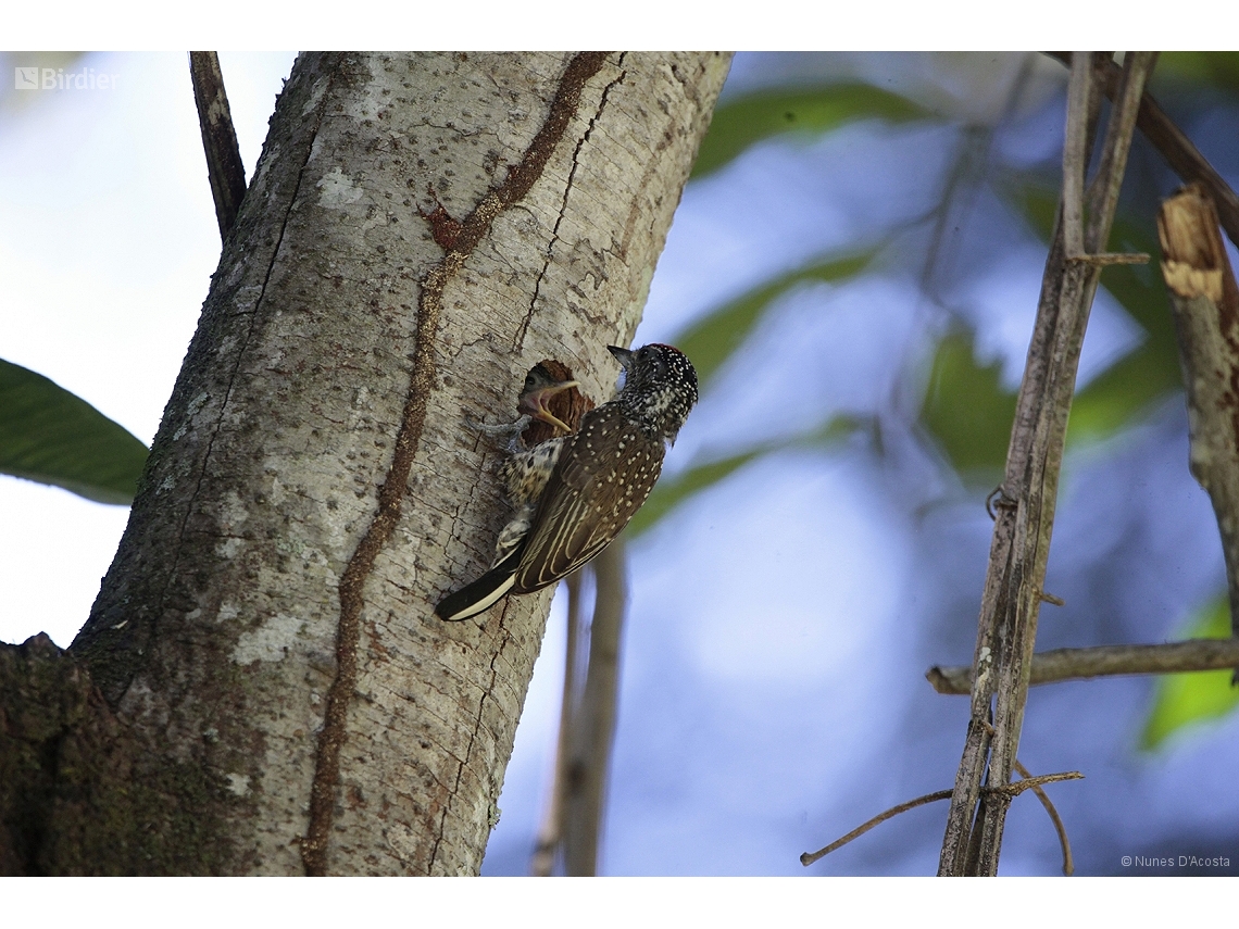 Picumnus albosquamatus