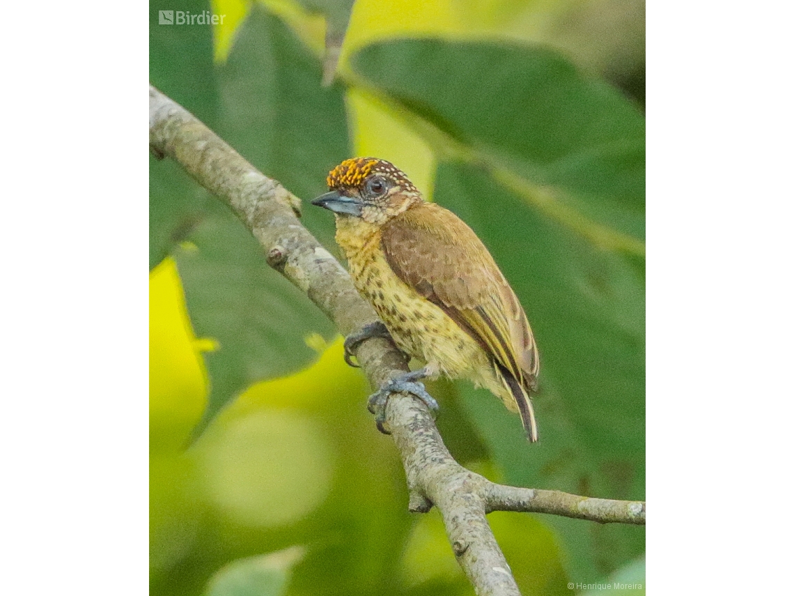 Picumnus aurifrons