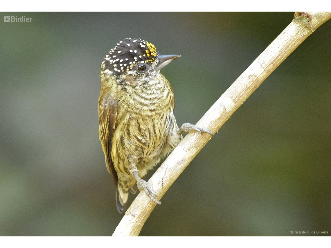 Picumnus aurifrons