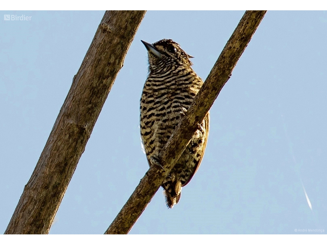 Picumnus undulatus