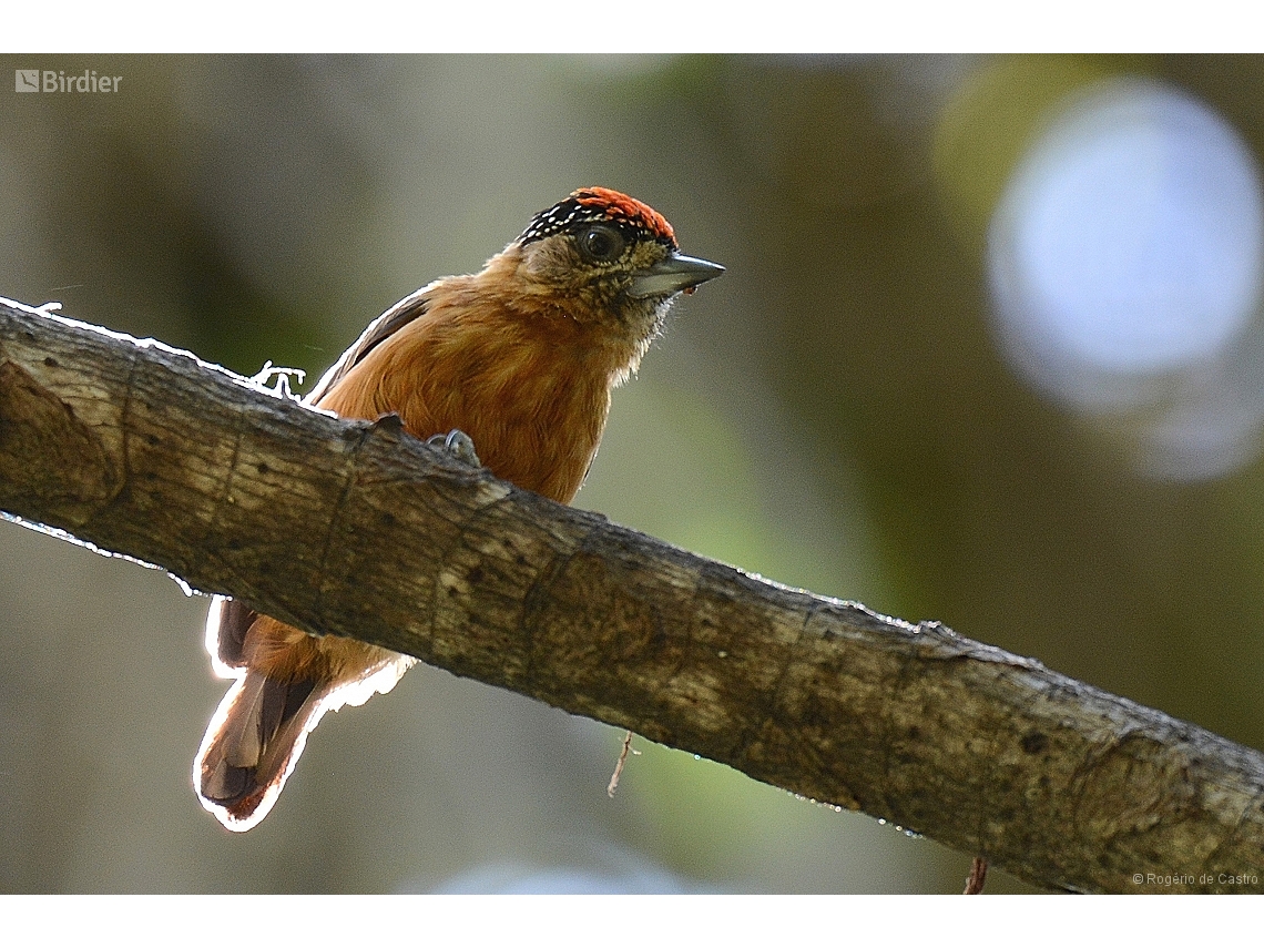 Picumnus limae