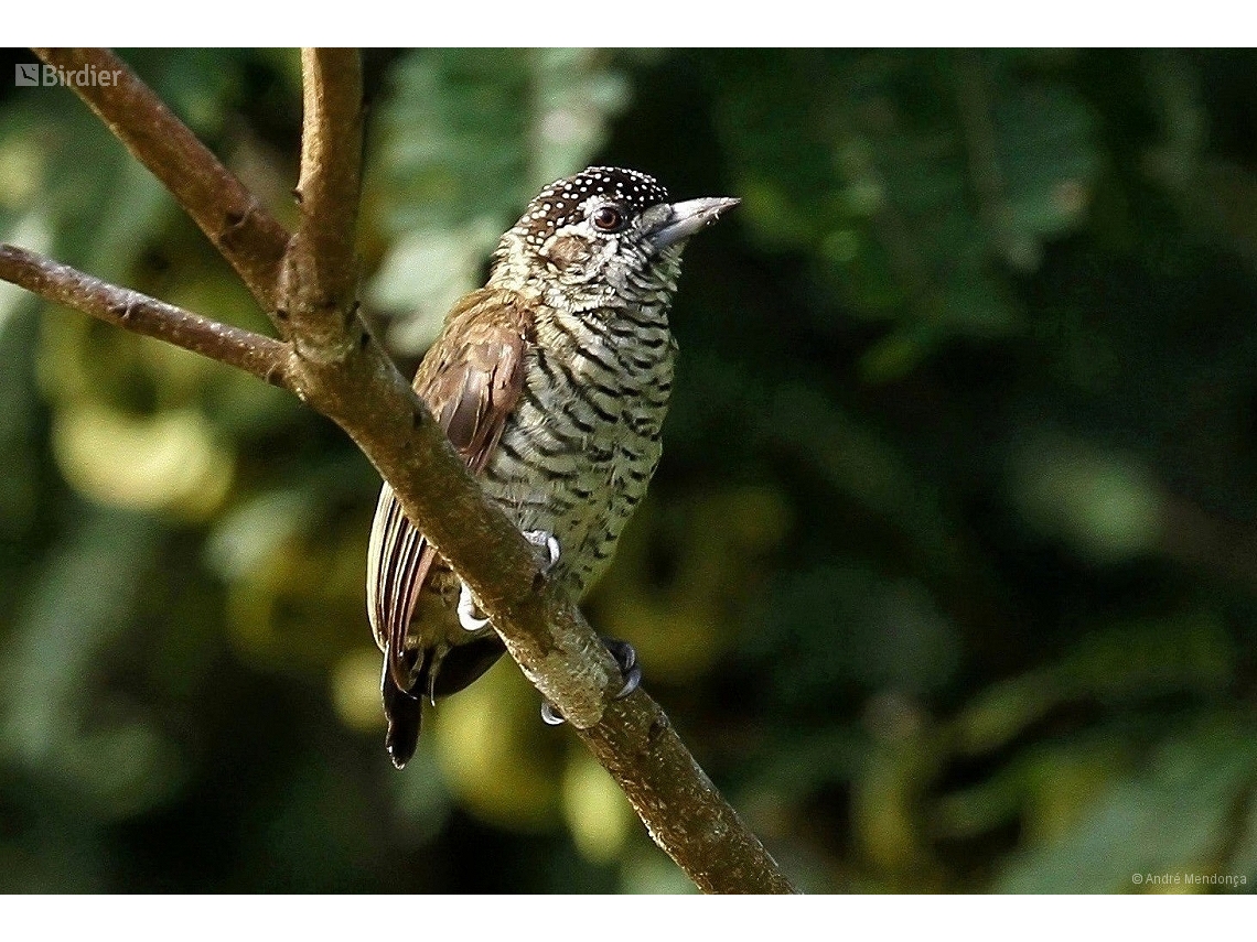 Picumnus lafresnayi