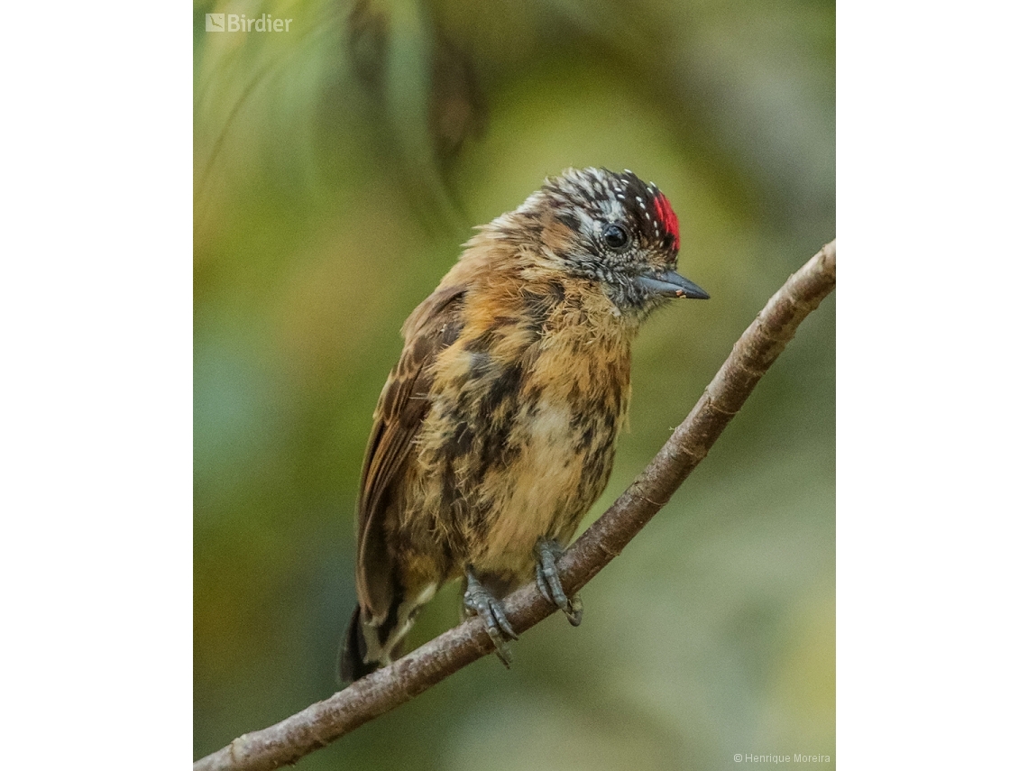 Picumnus nebulosus