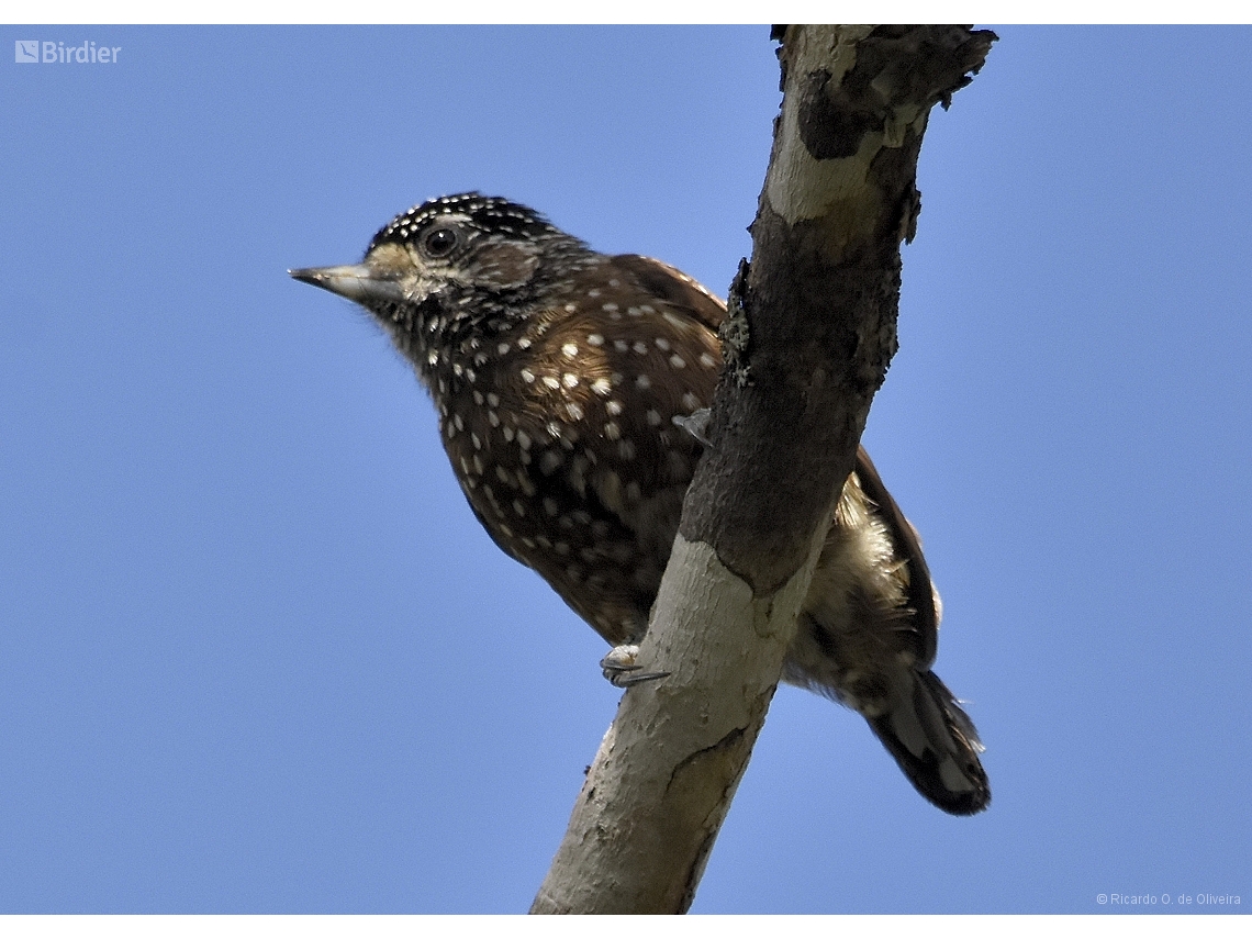 Picumnus pygmaeus