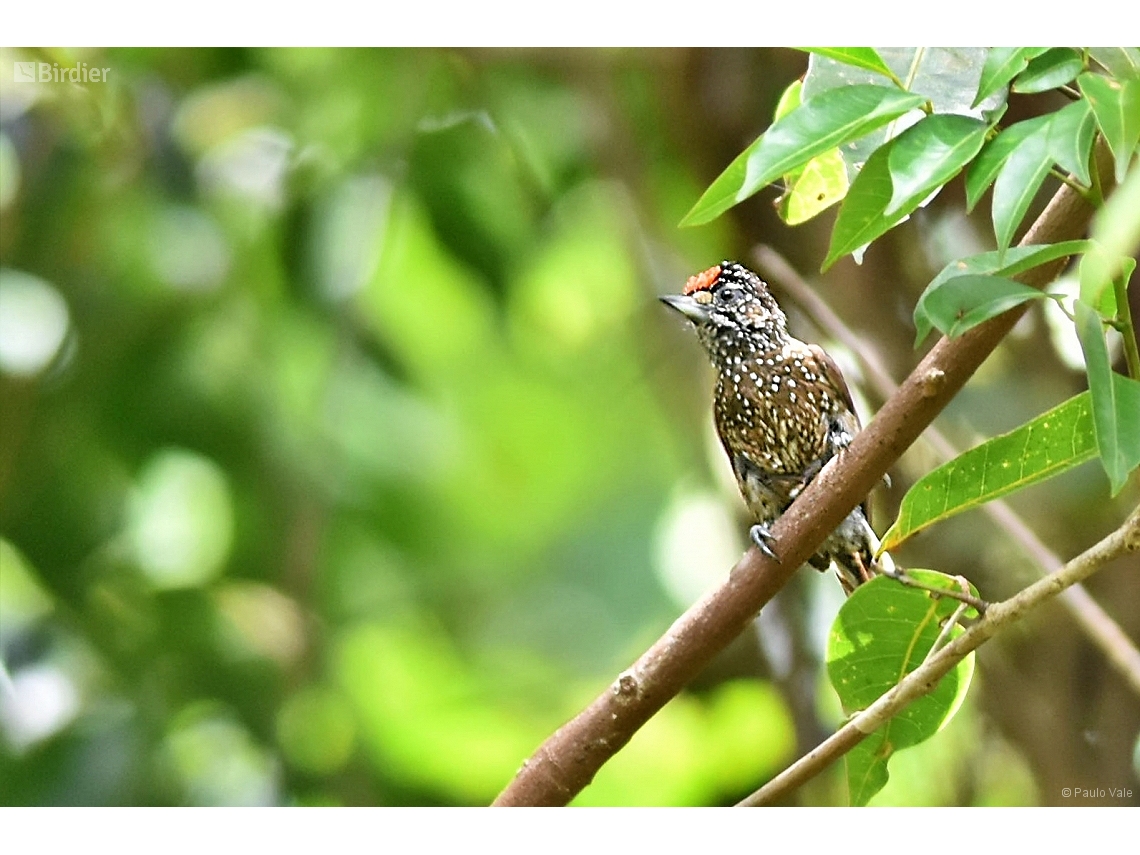 Picumnus pygmaeus