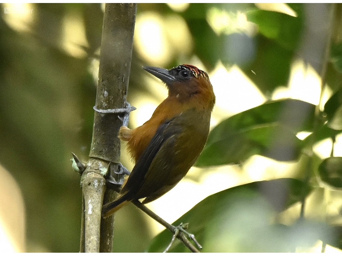 Picumnus rufiventris
