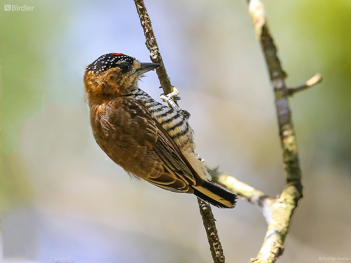 Picumnus temminckii