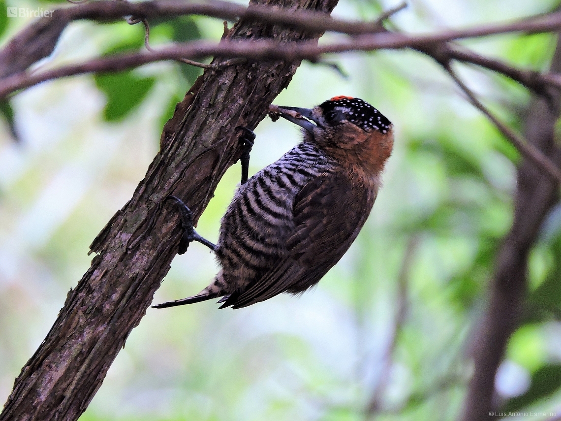 Picumnus temminckii