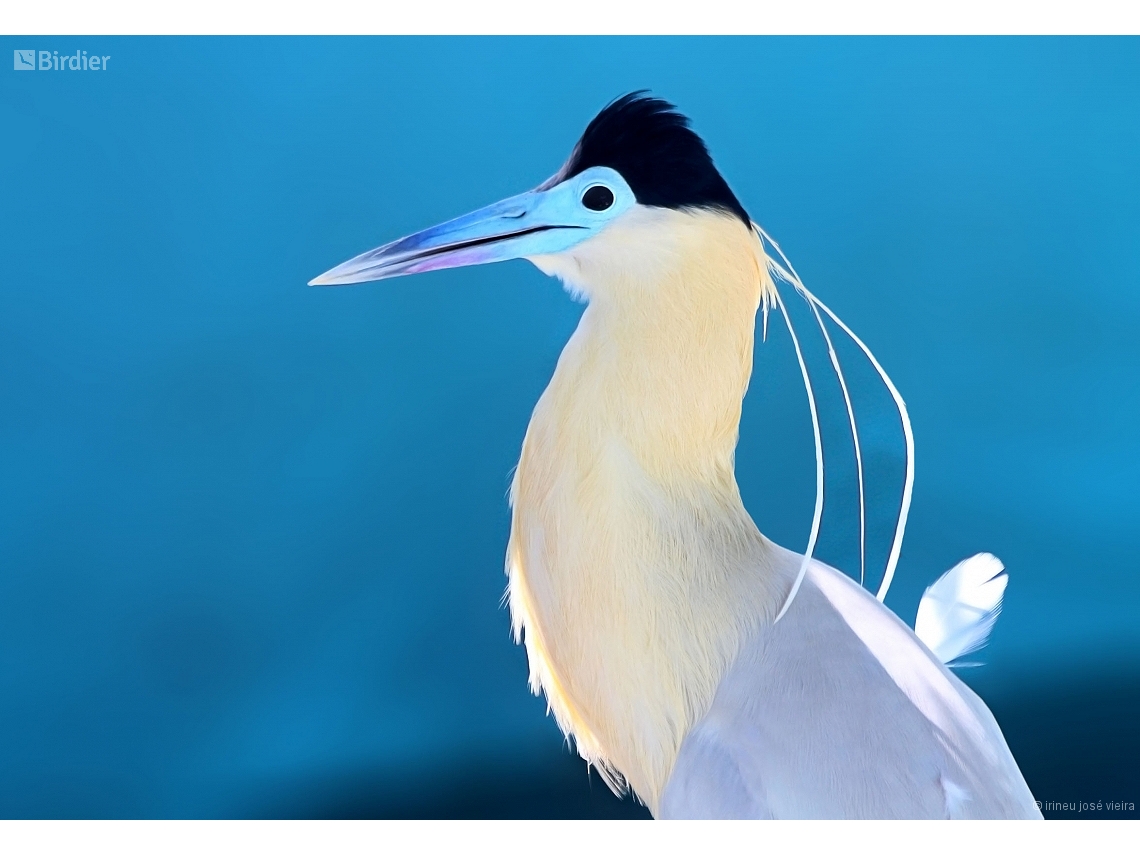 Pilherodius pileatus