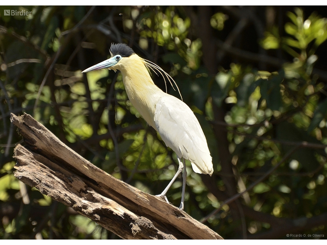 Pilherodius pileatus