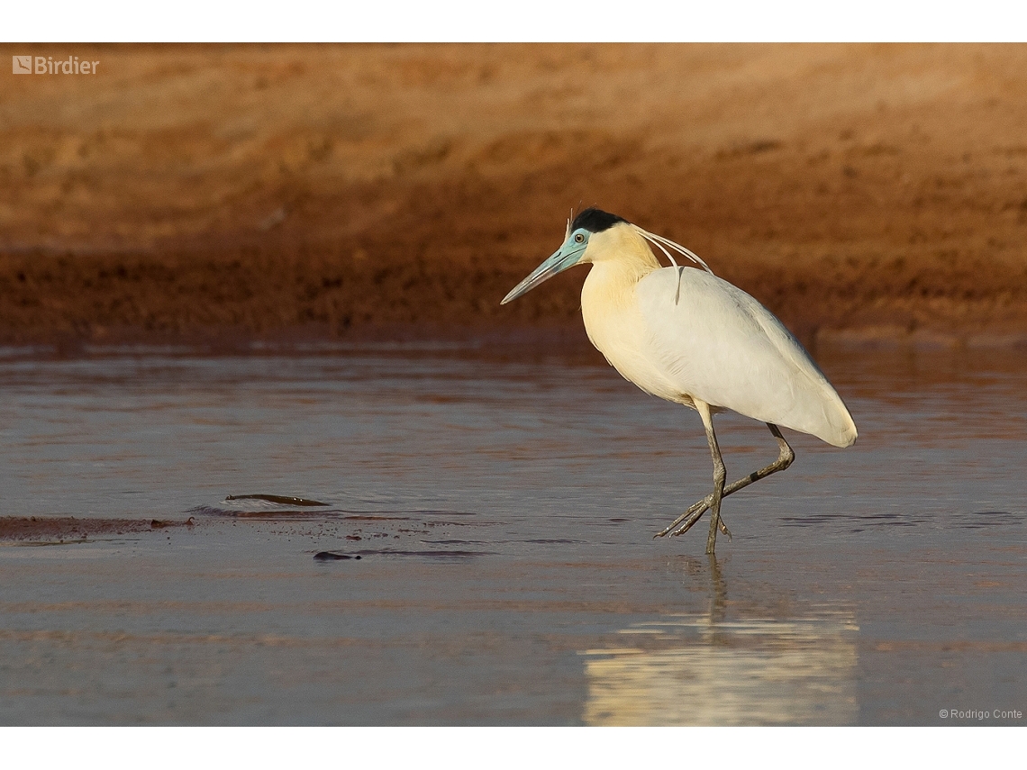 Pilherodius pileatus