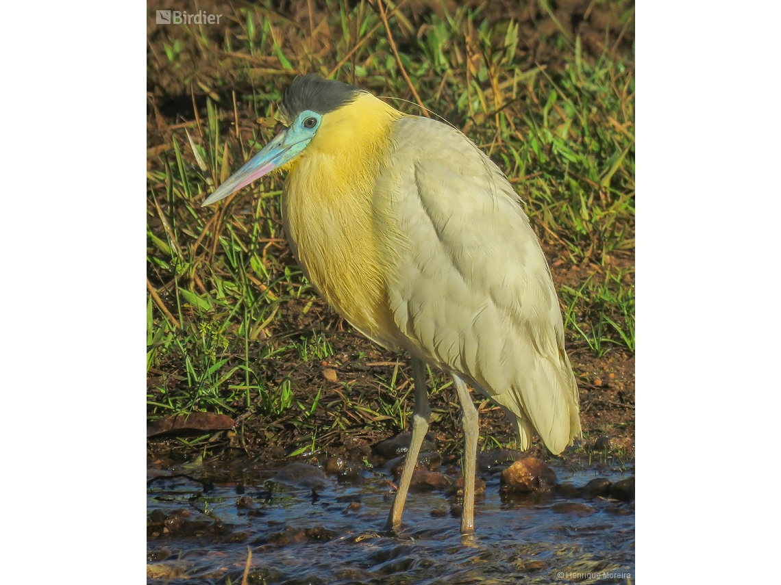 Pilherodius pileatus